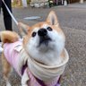 Profilbild von shino