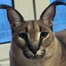 Igor's profile picture