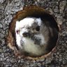 Profilbild von Ponpoko Kogeraccho