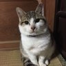 しゅん's profile picture