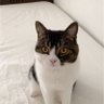 ちび三郎⚾ profil fotoğrafı