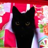 にゃすにゃす's profile picture