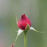الكيميائي Alquimista 1948's profile picture
