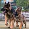 Germanshepherd Heaven 的头像