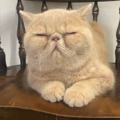 Whiskers Cat's profile picture