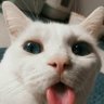 SELEB LANGIT's profile picture