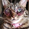 Lyona's profile picture