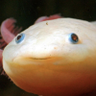 Some axolotl person's profile picture