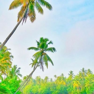 Kimikko_b's profile picture