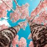 May 的头像