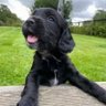 Profilbild von if Dan Carter was a very handsome spaniel