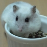 Profilbild von ぽよこまだんな