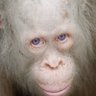 ALABASTER_APE_X profil fotoğrafı
