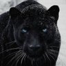 Bawer Jiyan profil fotoğrafı