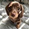 Dachshund Heaven USA 的头像