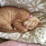 ぴろろきん 的头像