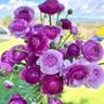 Фото профиля Dianne House, my post are my opinion & mine alone