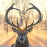 Wanderer's profile picture