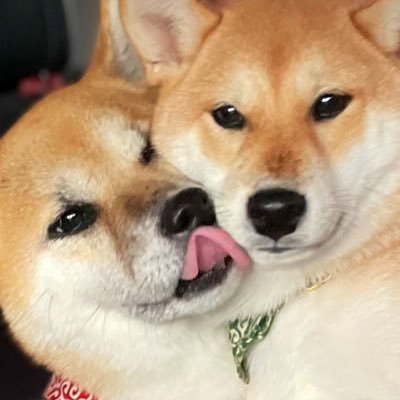 shiba_suzu_kina's profile picture