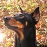 doberman424 的头像
