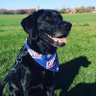 jackson_lidog's profile picture