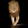 أحمد الحارثي's profile picture
