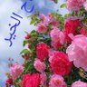 سيد سيد's profile picture