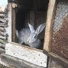 Фото профиля C O E L H O 🐰🔱