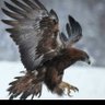 الجارح's profile picture