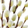 Фото профиля A.Sutphin