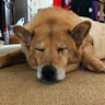 ぐるんぐらん profil fotoğrafı