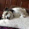 Lily & Me 🐶 & 👩🏼🦳 🇨🇦 🇳🇮🇺🇸🎗️'s profile picture