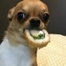 Pithecanthropus dubium's profile picture