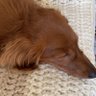 むさはは profil fotoğrafı