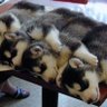 シャチョ〜 的头像