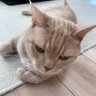 Фото профиля 猫田大学（隣の山本）