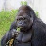 Sir Whine Alot's profile picture