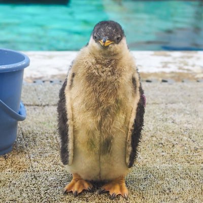 haru's profile picture