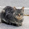 ヤミクロス 的头像
