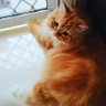 Profilbild von Ginger