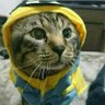 ごうくん😺(kyo👧🦫🦫🦫🦫's profile picture