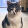 MC Fickling profil fotoğrafı