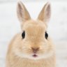 兎田 ピョン吉 profil fotoğrafı