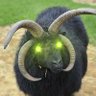 MultiHornedSheep 🏴☠️ profil fotoğrafı