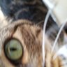 Emma's Eyes 🟧 profil fotoğrafı
