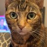 P.Salvati Norris & Kalicat profil fotoğrafı