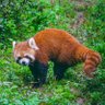 Фото профиля RedPandanero
