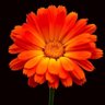 بندر الصاعدي profil fotoğrafı