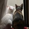 ジジ profil fotoğrafı