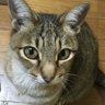 蒼い黒猫's profile picture
